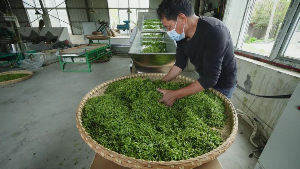 随县车云山毛尖与信阳毛尖:鄂豫两地一脉茶
