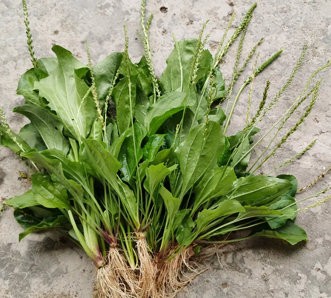 "车前草"是个宝,用它泡水喝,或能帮助解决4个问题