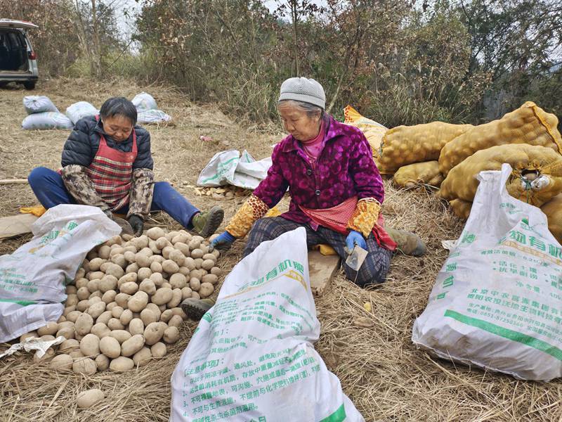 開陽縣紫興街道土豆種植忙增收添薯光