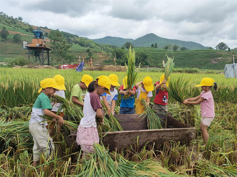 【推荐】墨江"新米节":打谷子,舂粑粑,品新米……新花样层出不穷
