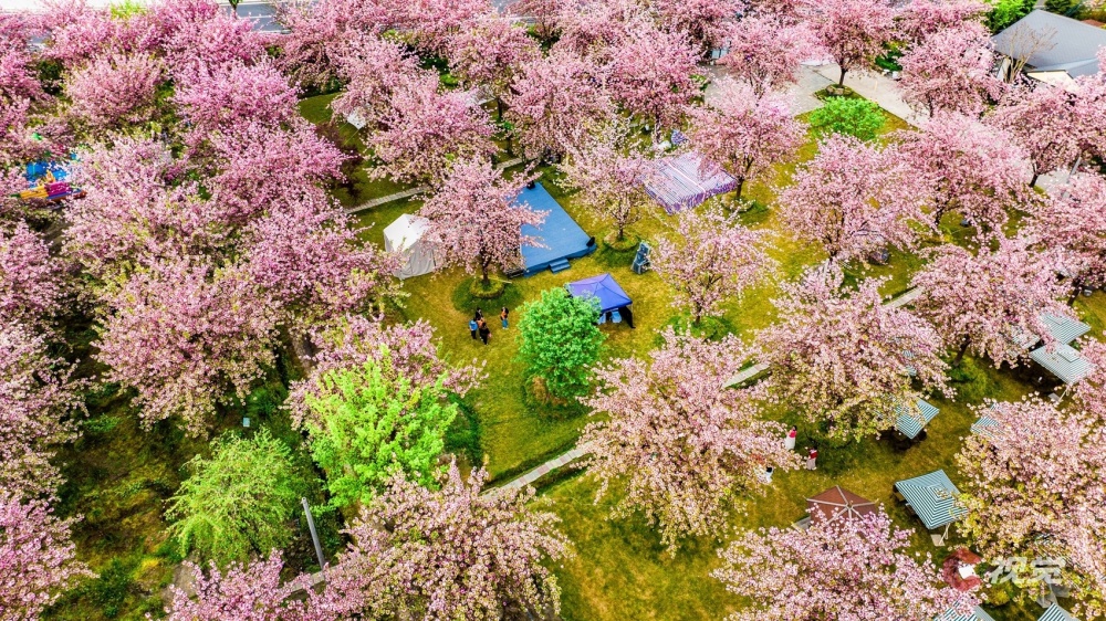 李旭最美人间四月天,在距离崇州街子古镇约4公里的白圣村樱花公园,上