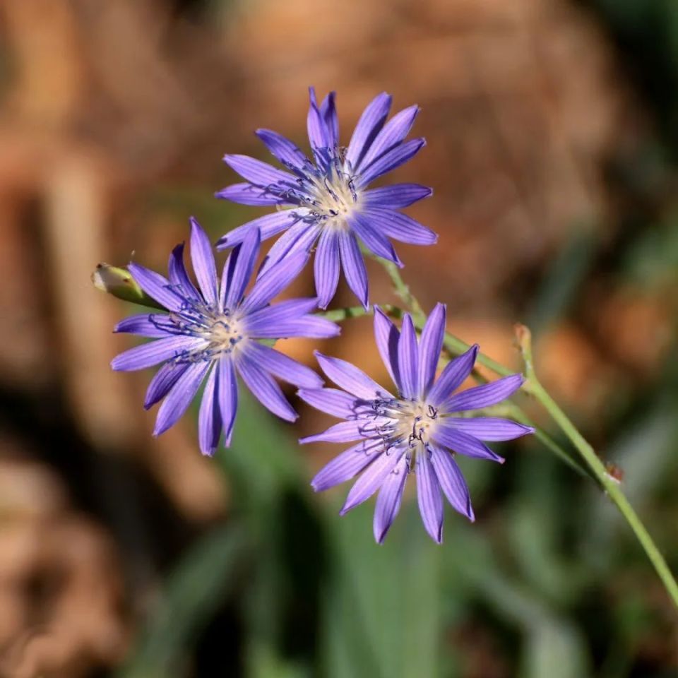万物有灵 | 普通紫花不普通——乳苣