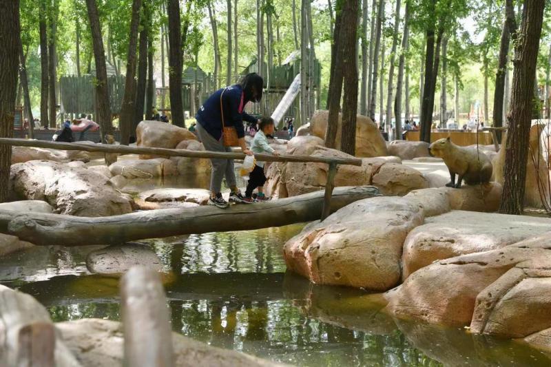 北京野生动物园再添新展区 16只水豚"佛系"出道_腾讯新闻