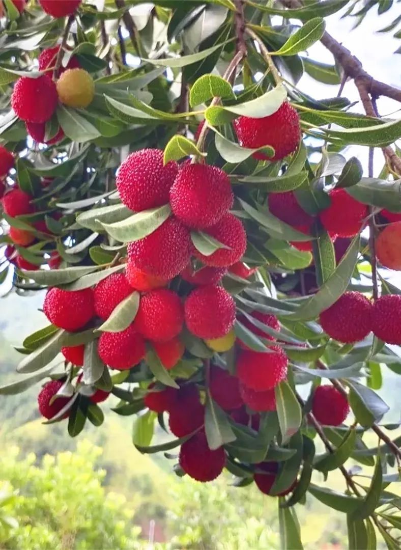 走,去赣南摘杨梅!