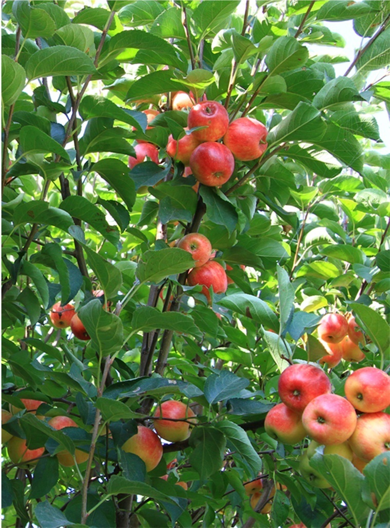 400多公顷,在双顶村的带动下,上河湾镇其他8个山区村也开始发展林果产