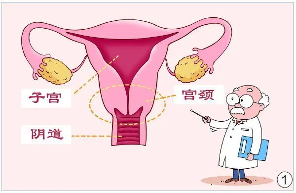 漫绘科普丨感染了hpv,离「宫颈癌」有多远?