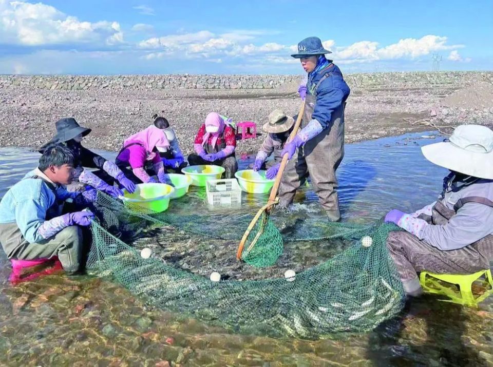 6月12日,海北藏族自治州刚察县沙柳河畔湟鱼家园,从下游洄游而上的成