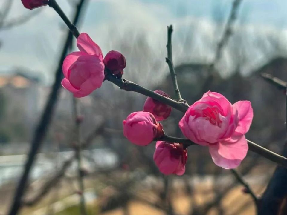 遇见酝酿花事的梅树别错过！拍下它，为《冬梅生机地图》添一笔_腾讯新闻