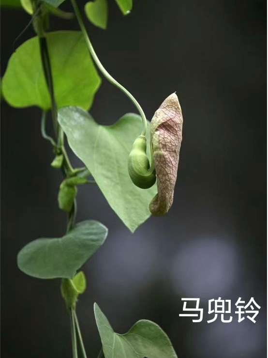 "是药三分毒"的中药毒性您了解吗?_腾讯新闻