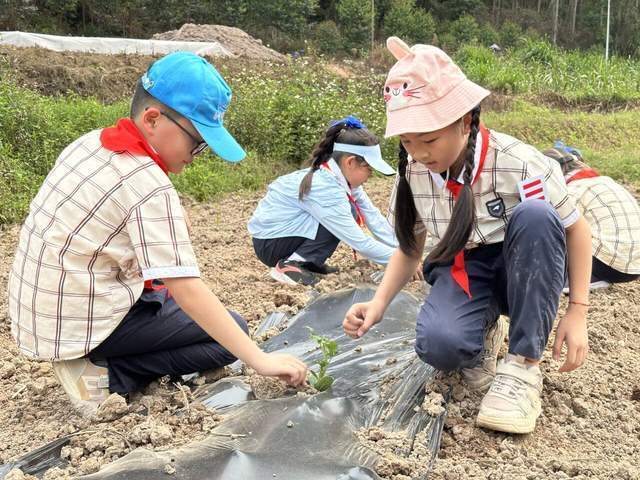 躬耕学农事实践觅真知南宁市滨湖路小学教育集团英华校区开展劳动研学