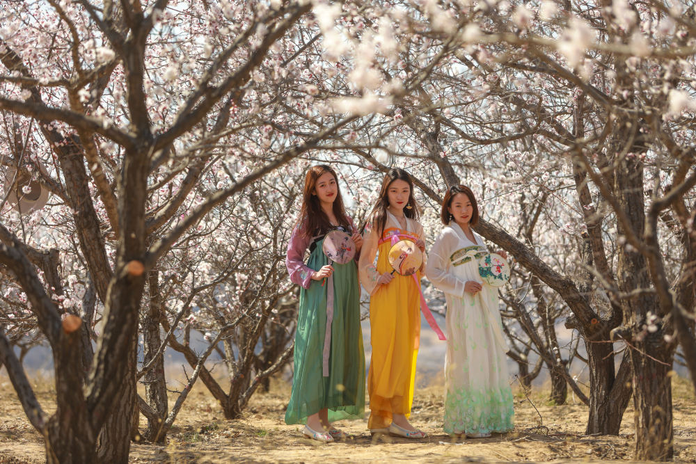 此时的塞上,杏花的盛开拉开榆林整个花季的序幕,古塔的杏花,如来势