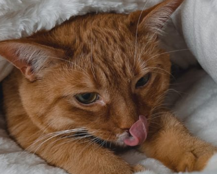 猫咪舔唇是为何？猫咪舔嘴唇的7个原因！_腾讯新闻
