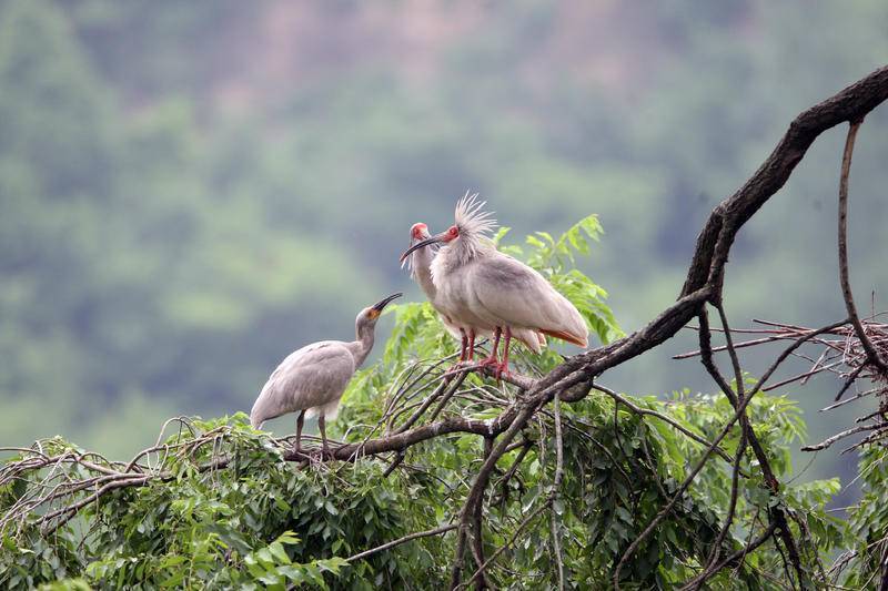 22国际生物多样性日专题|从濒临灭绝到拯救复壮 朱鹮从陕西这样起飞!