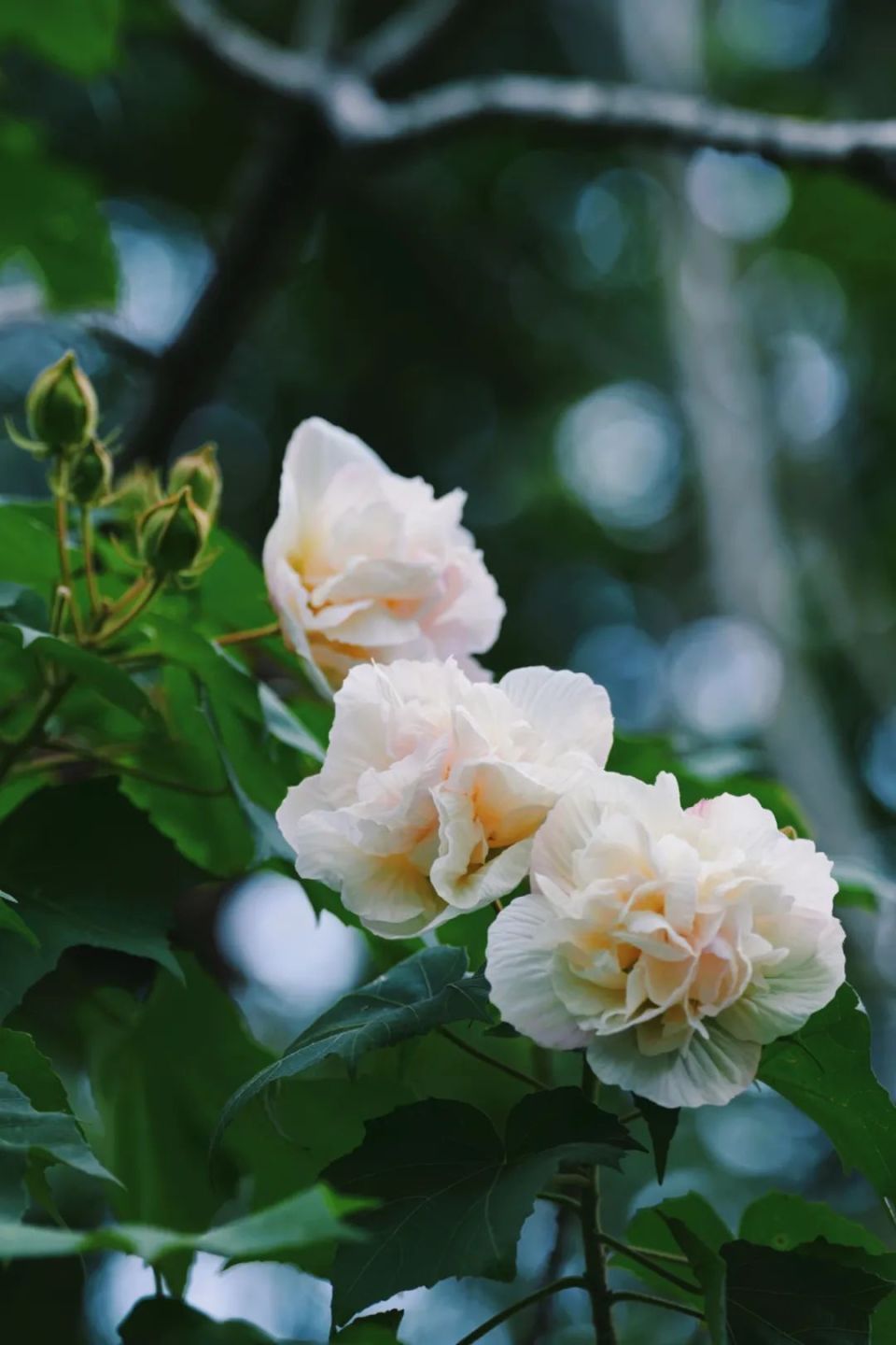 都江芙蓉花正盛