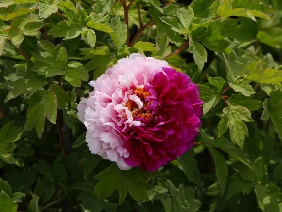 【mark】唯有牡丹真国色,"洛"花时节又逢君