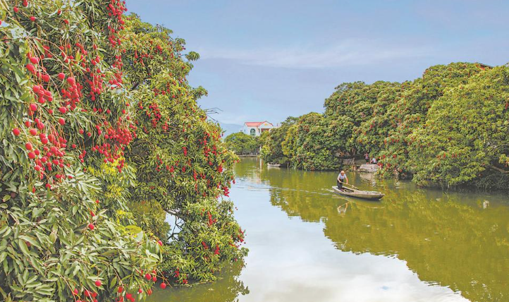 莆田市涵江区:荔枝红了