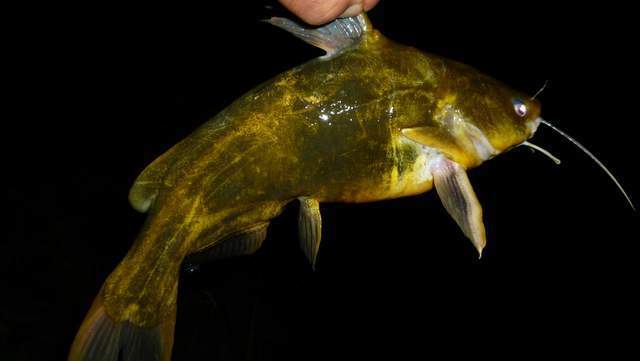 我钓到过6斤多的土鲇鱼——不是大口鲇鱼,也不是塘鲺,是那种长不