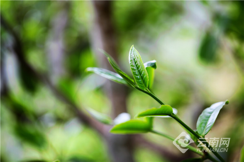 ppt 背景 壁纸 电脑桌面 发芽 绿色 绿色植物 嫩芽 嫩叶 新芽 植物