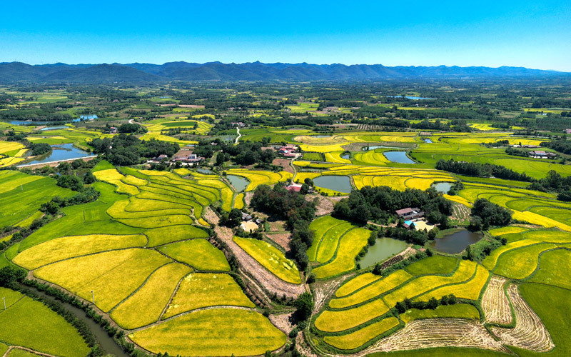 钟祥市田野图片