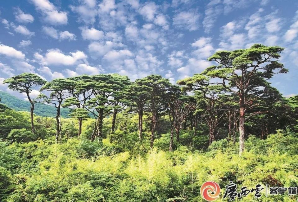 "神兽山"上觅"神兽"