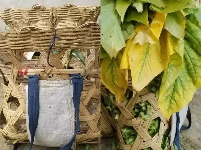 [南方生姜网-图片加载]