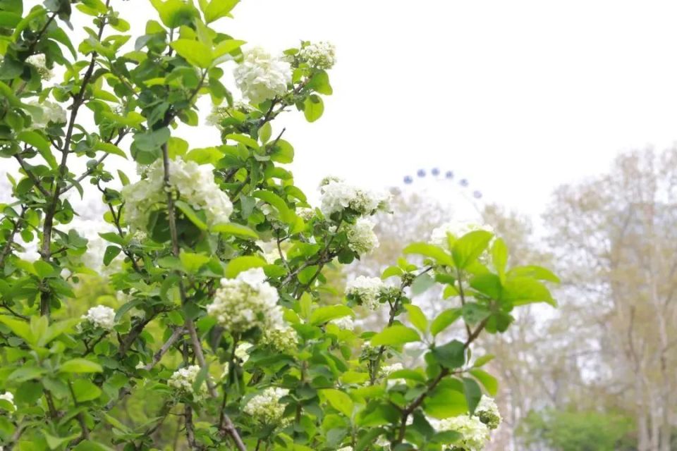 长在树上的"香草冰淇淋",你想来一口吗_腾讯新闻