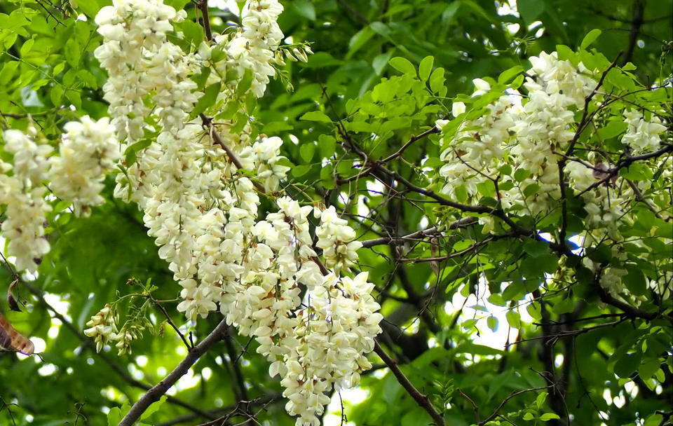 济南清晨的甜香味,又到儿时吃槐花的时候了