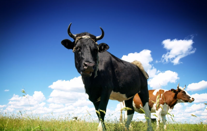 夏季牛皮蝇蛆病如何防治