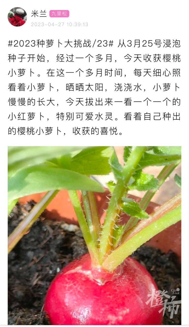 樱桃萝卜种植记录图片