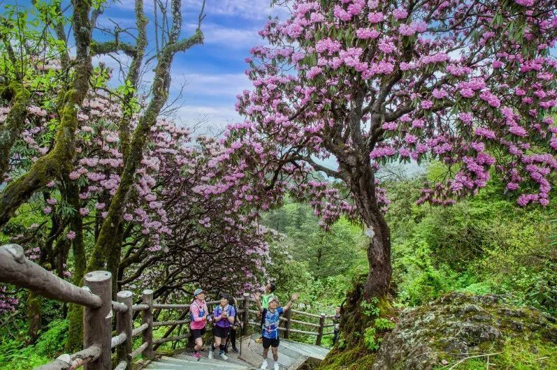 九岭岗cp点图仙峰寺,海拔1796m,为云上金顶速攀组27k,秘境仙踪穿越组