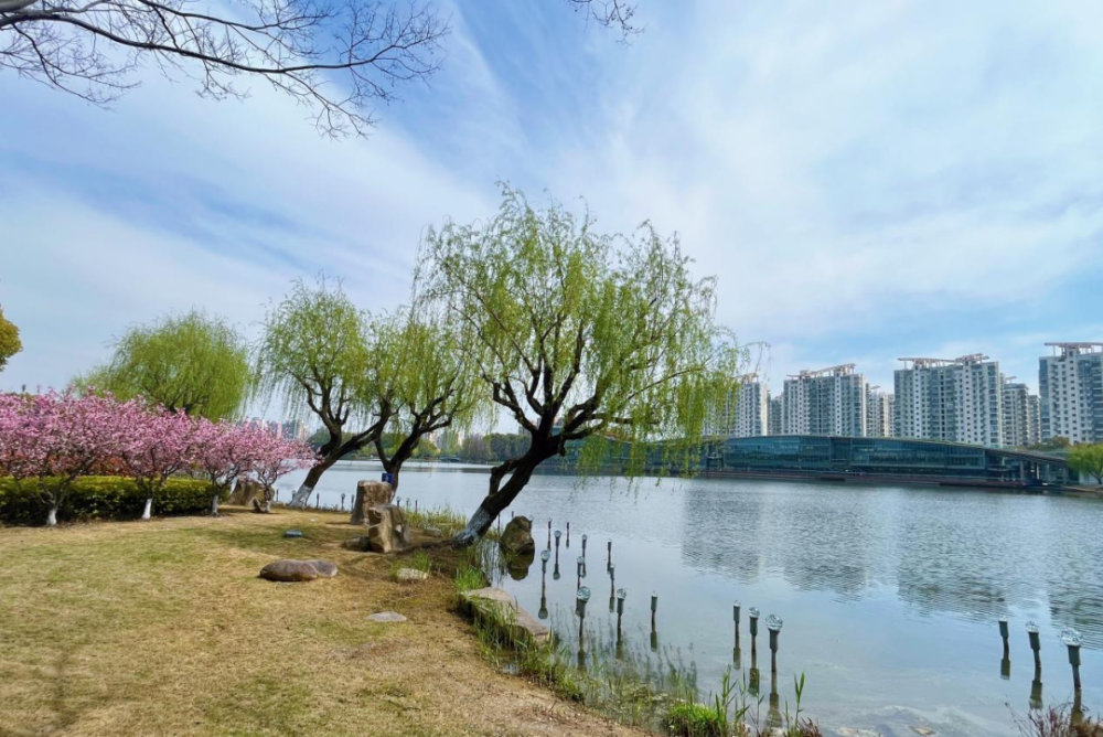 春日"沪"水游丨青浦:湖畔春色别样浓——夏阳湖_腾讯新闻
