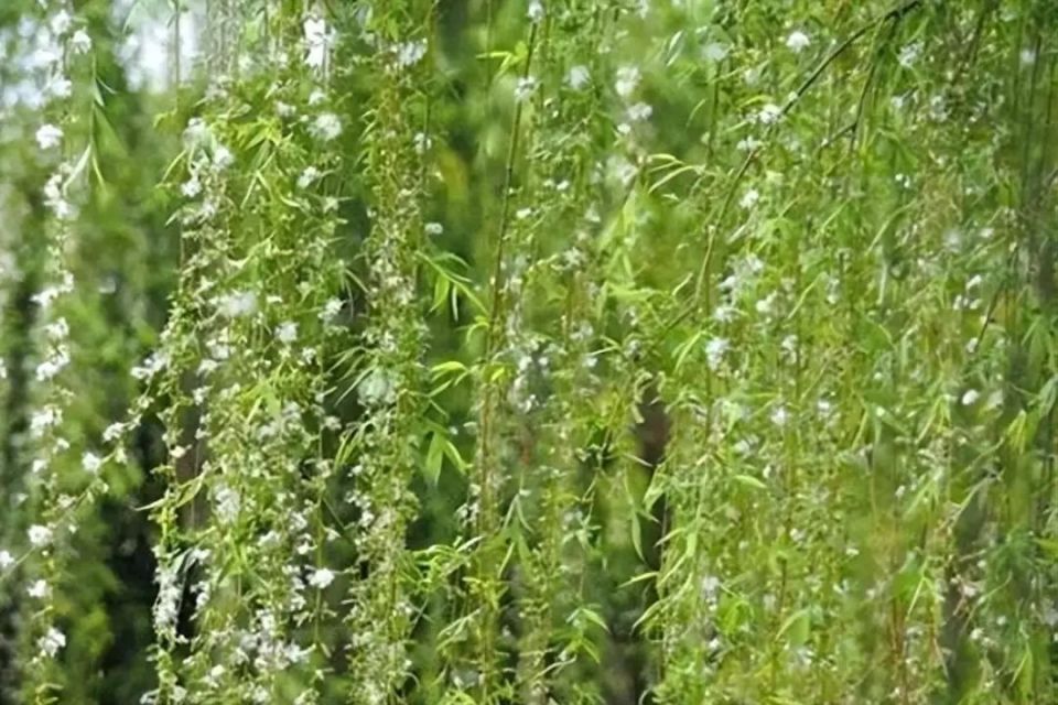 四首杨花柳絮诗歌,如雪似雾,潇潇洒洒_腾讯新闻