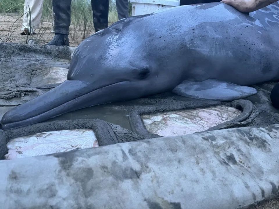 一头中华白海豚搁浅南安海边,最新情况