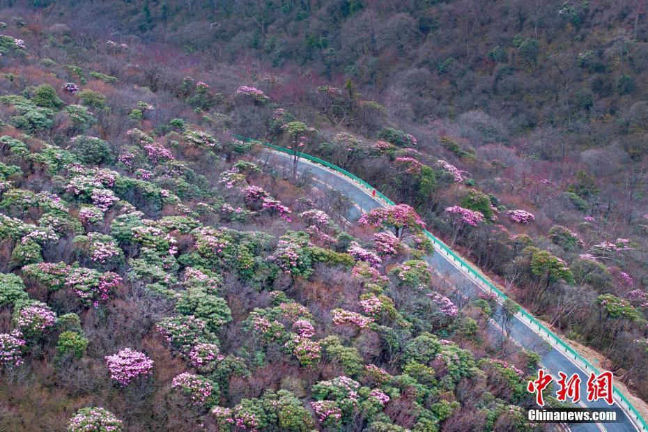 四川旺苍米仓山上万亩高山杜鹃花次第盛开