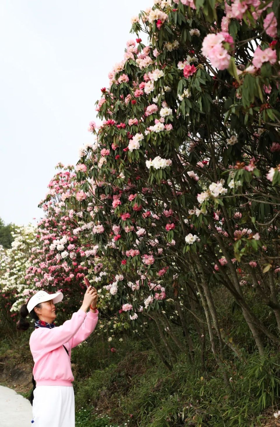 毕节市大方县杜鹃花图片