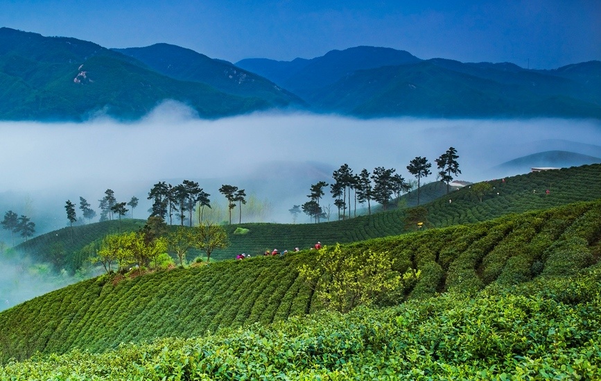 信阳云雾山茶场图片