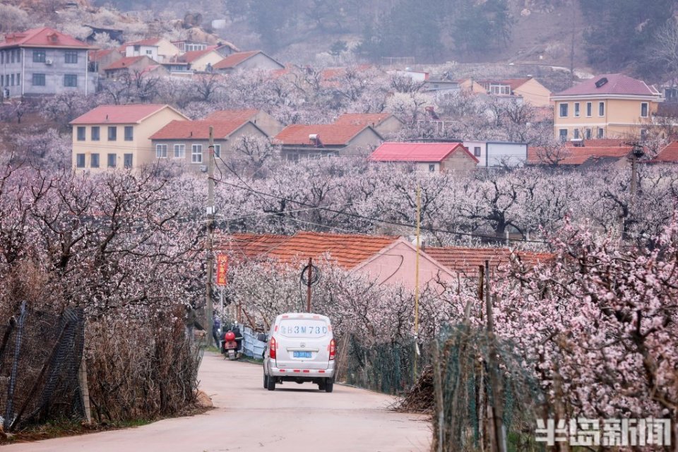 遥看少山杏花村_腾讯新闻