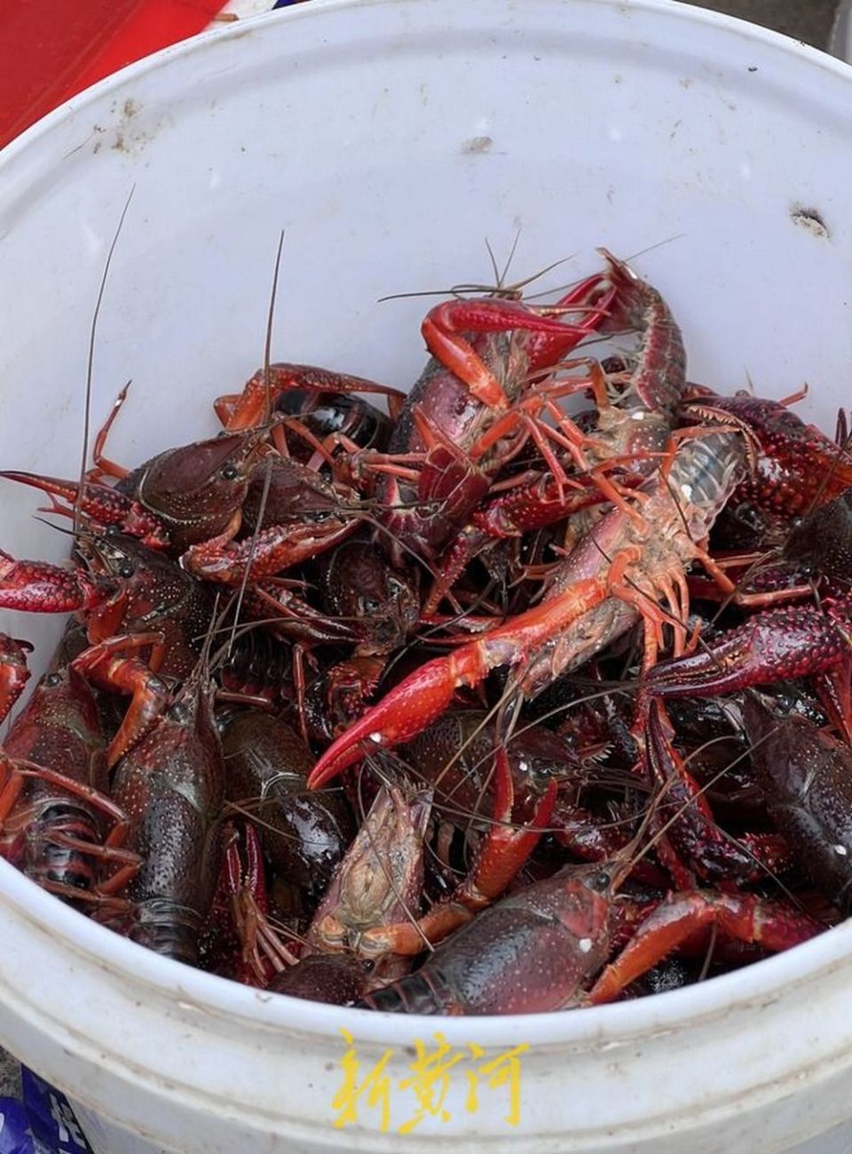 济南小龙虾市场:价格下降消费热情高涨,本地龙虾错峰抢市场