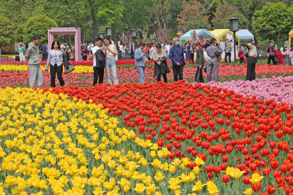 西安春日花花汇,航拍兴庆宫公园郁金香花展