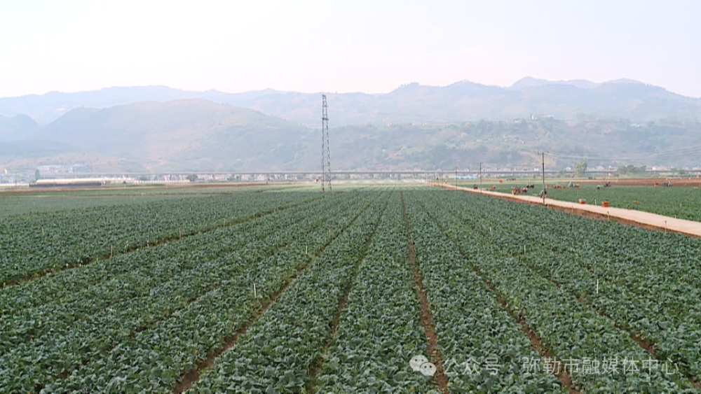 弥勒市竹园镇:抓好"菜篮子" 鼓起"钱袋子"