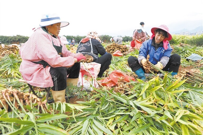 [南方生姜网-图片加载]