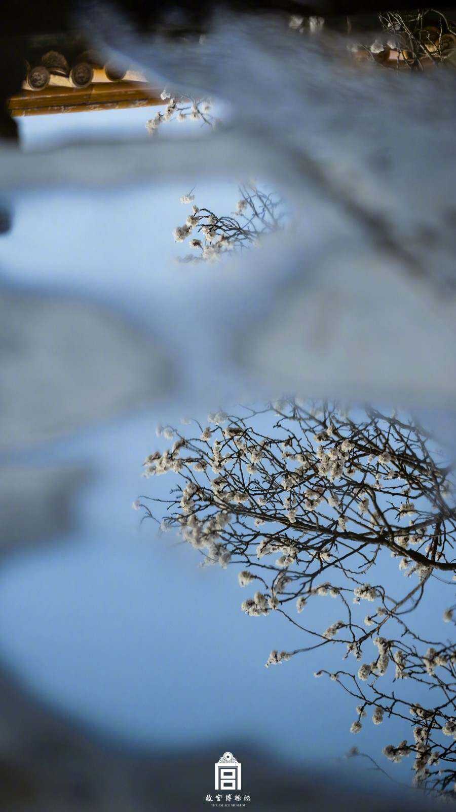 春花壁纸上新故宫杏花开放好浪漫