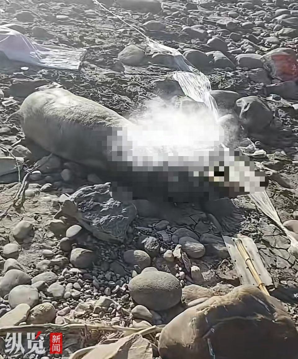 纵览热点｜长江上游金沙江云南香格里拉段再现死猪，当地镇政府：将对死猪进行无害化处理，此前已成立工作专班_腾讯新闻