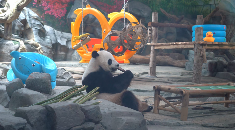 空调,喷淋,冷库马力全开,高温天电力特巡保障武汉动物园"毛孩子"们