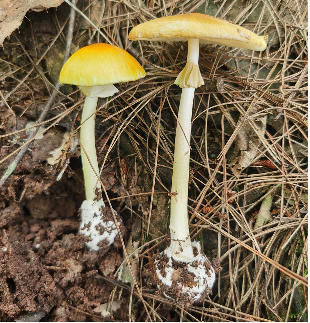 贵州蘑菇中毒科普系列|剧毒鹅膏