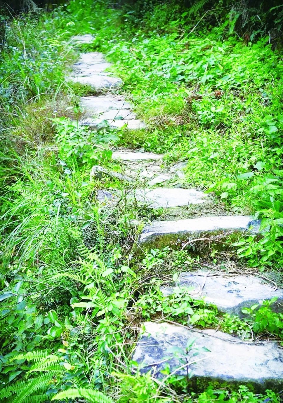 龙居村以入选省级传统村落为契机,结合地理位置和资源优势,联合五凤山