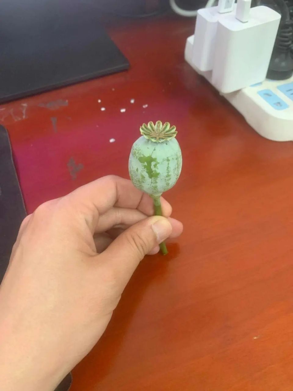 "警察叔叔,您看这是罂粟吗?""是!够专业!