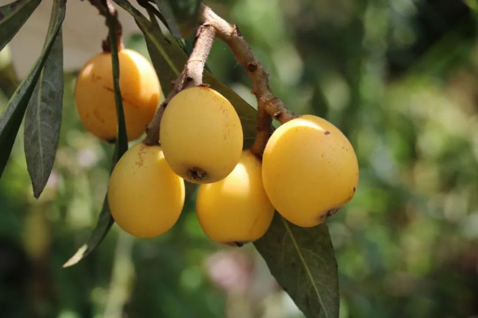 枇杷的生长与很多果树不同,它是秋天养蕾,冬天开花,春夏结果,成熟