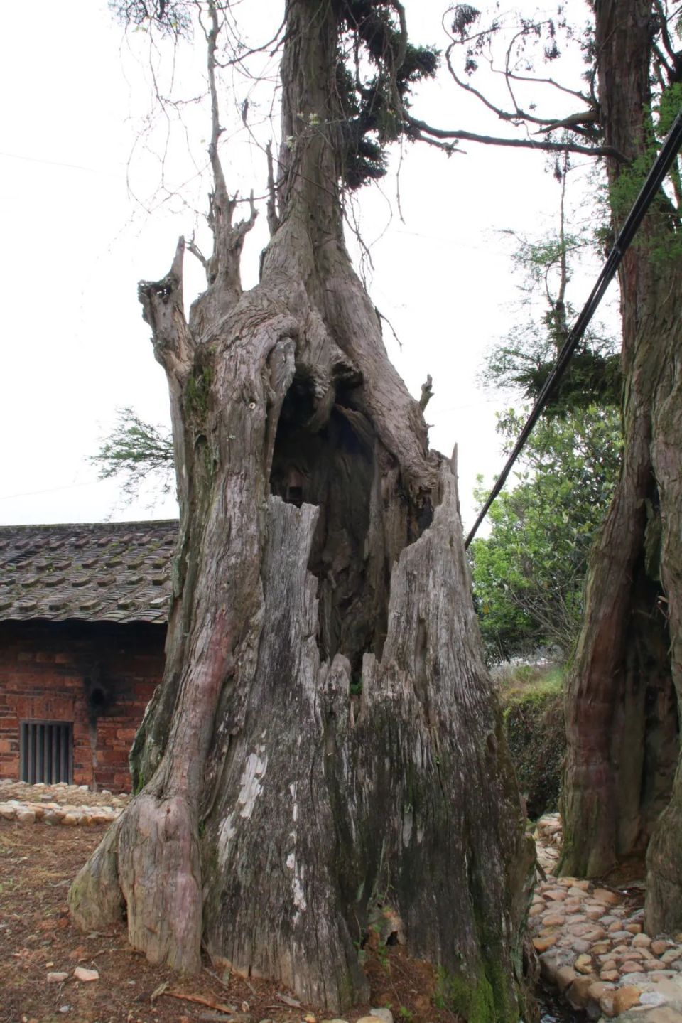 拯救濒危水松 守护世纪年轮_腾讯新闻