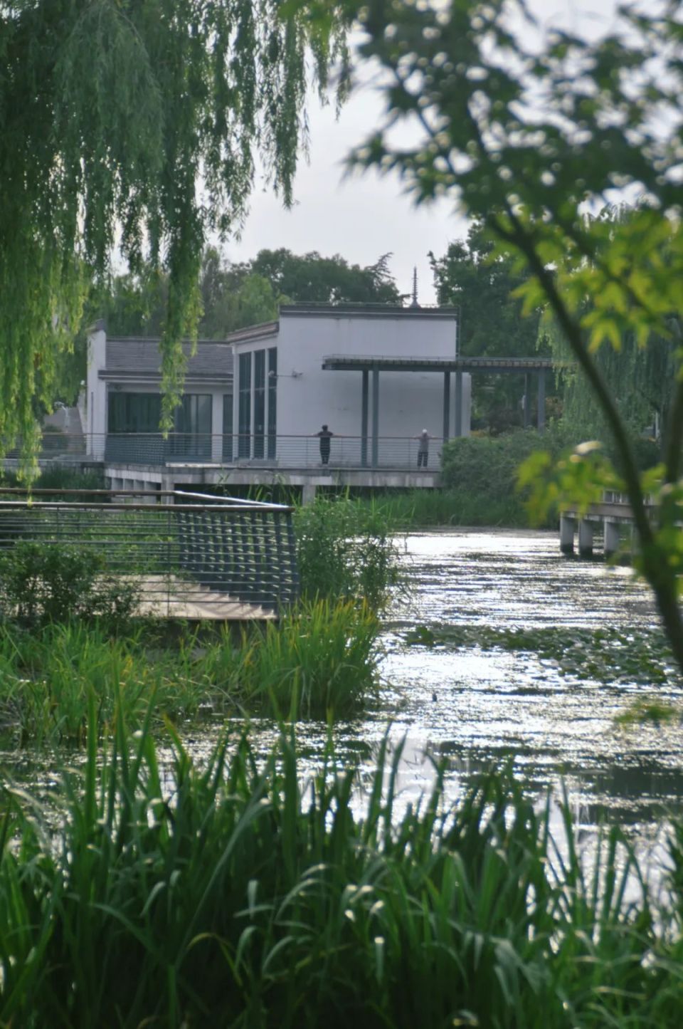 清晨6点的青浦环城水系公园,遇见新江南之美